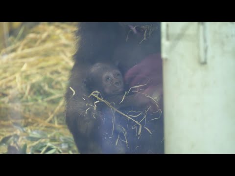 ゲンキの赤ちゃんの誕生によるゲンタロウの卒業　京都市動物園　ゴリラ　202512 サムネイル
