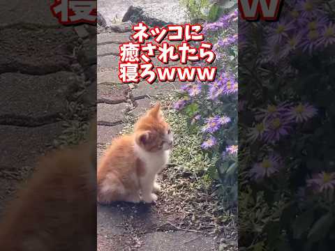 ネッコの動画で癒されたら寝ろｗｗｗ　2ch  動物  猫 癒やし ねこ動画 サムネイル