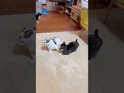 コレぞ尻尾を巻いて逃げる サムネイル