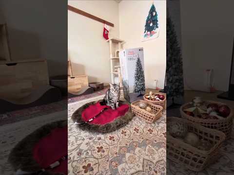 アメショーのラッテ アメショ ＃アメリカンショートヘア＃猫との暮らし猫と暮らす家猫 サムネイル