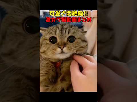 ぐぬぁぁぁあ！ 猫 cat cats cute サムネイル