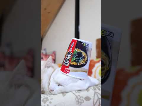 しょうが香る醤油ラーメン　260211　のせ猫　 cat cute kitten　 ねこ 猫のいる暮らし cuteca… サムネイル