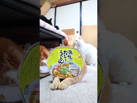 鍋焼カレーうどん　260316　のせ猫　 cat　 cute　 kitty　 ねこ　 猫のいる暮らし　 kitten… サムネイル