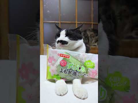 ずっしりよもぎ蒸しぱん　260330　のせ猫　 cat　 cute　 ねこ　 猫のいる暮らし  kitty　 kitt… サムネイル