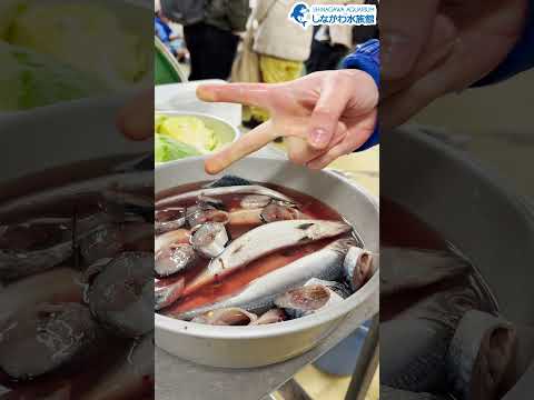 水族館飼育員のゆるゆるVlog④＠しながわ水族館【魚類】 サムネイル