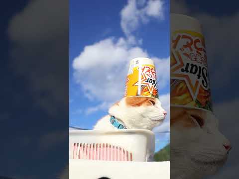 カップスター カレーうどん　260118　のせ猫　 cat cute ねこ　 猫のいる暮らし　 ネコ　 kitten… サムネイル