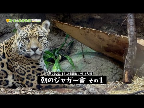 【東山動植物園公式】朝のジャガー舎 その1《 ジャガー 》 サムネイル