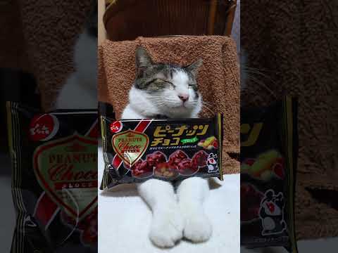 ピーナッツチョコ　260203　のせ猫　 cat cute ねこ　 猫のいる暮らし　 cutecat ネコ kitty… サムネイル