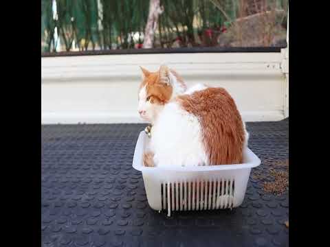 かご入りちろ　260524　ねこ　かご猫　 cat　 kitty　 ネコ　 cute　　 ちゃしろねこ kitten 猫
