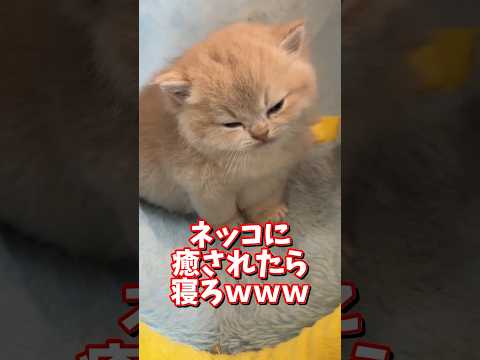 ネッコの動画で癒されたら寝ろｗｗｗ　2ch  動物  猫 癒やし ねこ動画 サムネイル