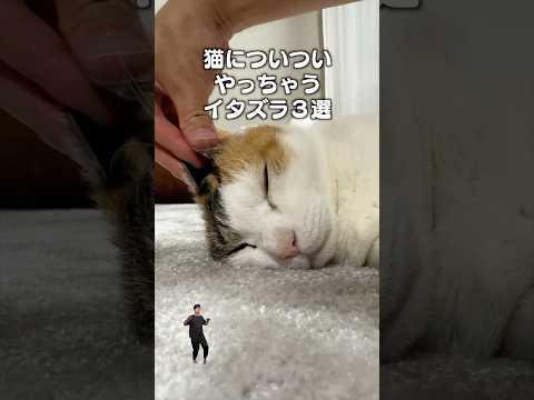 「猫についついやっちゃういたずら３選2」猫あるある|フルはApple Musicほか音楽アプリへ サムネイル
