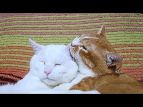 しらたまをぺろぺろぼー　260104 サムネイル