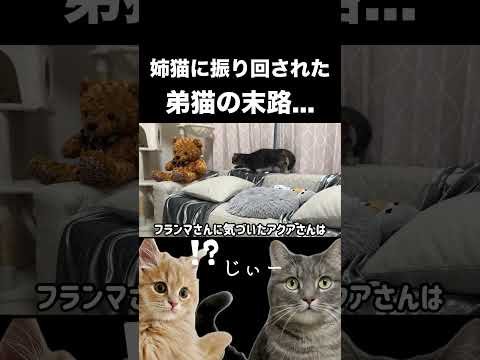 話題の弟猫、姉猫に振り回される神回！ サムネイル
