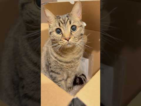 箱入り娘(猫)にテンション爆上げ飼主www cat 猫 サムネイル