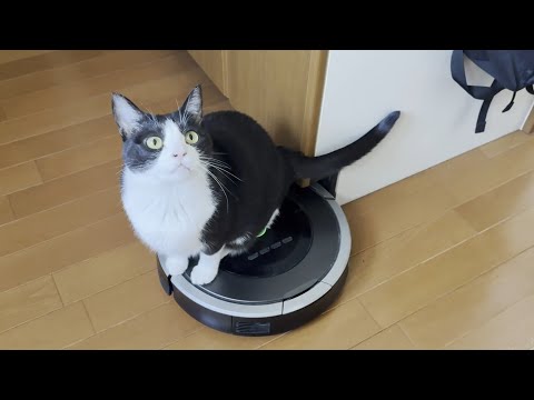 「今日はもう掃除しなくていいよ」停止ボタンを押してあげる猫 サムネイル