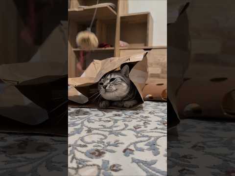 アメショーのラッテ アメショ アメリカンショートヘア 猫のいる暮らし 猫と暮らす家猫 サムネイル