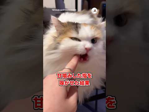 噛みされまくった指を嗅がせた｜PECO サムネイル