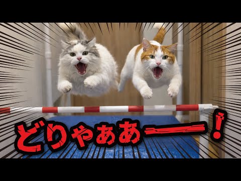 走り高跳びをする猫たちの運動能力ヤバすぎッッ…！！！ サムネイル