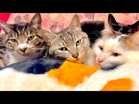 この後びっくりしてこうなった猫達 サムネイル