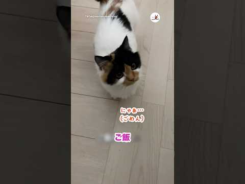 お返事可愛いキャット｜PECO サムネイル
