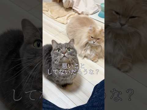離れていても、猫をちゃんと見守りたくて shorts 猫 猫好きさんと繋がりたい サムネイル