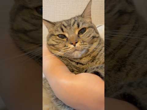 娘(猫)に会うために生きてるwww cat 猫 サムネイル