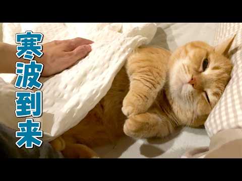 寒い日は暖かい場所を見つけるのが得意な甘えん坊猫が可愛すぎる！ サムネイル