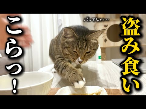 20代一人暮らし。元ボス猫を家族に迎えたら目の前で堂々と盗み食いを企む食いしん坊アザラシでした サムネイル