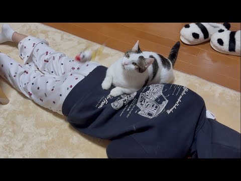 話題の猫動画！娘を踏む豆大福の愛らしい姿 サムネイル
