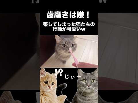 猫たちの拒否する姿が可愛いwww shorts 猫 猫好きさんと繋がりたい サムネイル
