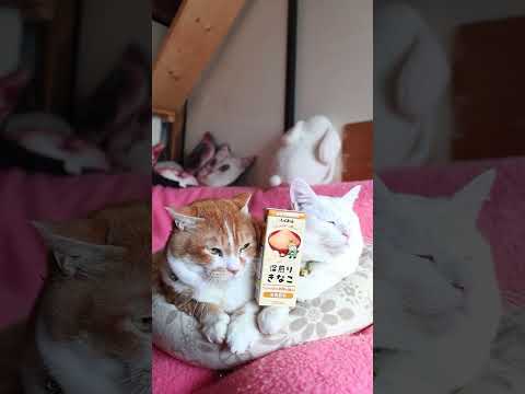 ふくれん 豆乳飲料きなこ　260426　のせ猫　 cat　 豆乳飲料　 ねこ　 ふくれん　 猫のいる暮らし　 しろねこ… サムネイル