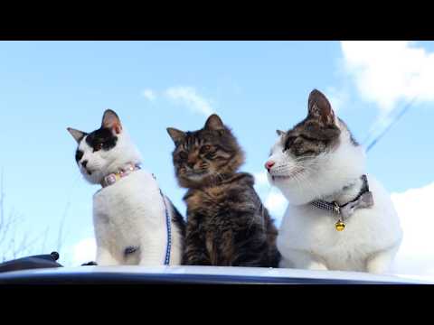 青空のチビクロさばじろう　260321 サムネイル