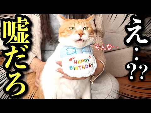 “うちにおいで”から5年…気づけばもう10歳のお誕生日【うちの子記念日】 サムネイル
