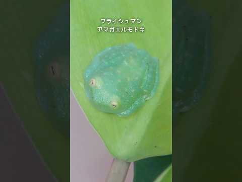 【フライシュマンアマガエルモドキ】体の中が透けて見えるカエル【サンシャイン水族館】shorts 水族館 サムネイル