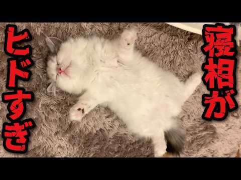子猫の寝相ヒドすぎこんなんデレてまうやろ…