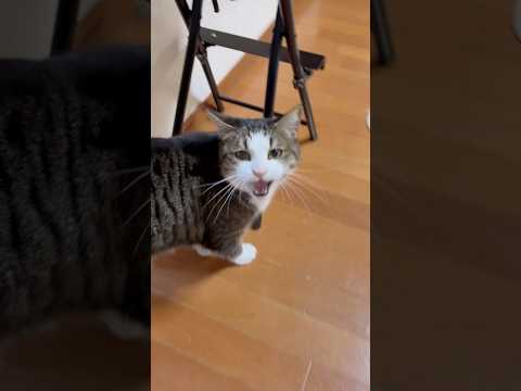 「オデコ〜」「にゃ〜」「お尻拭こ〜」 サムネイル