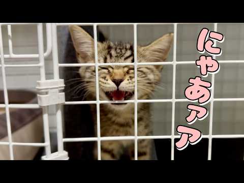お迎えしたスコの子猫が朝から元気で可愛い　cat 猫