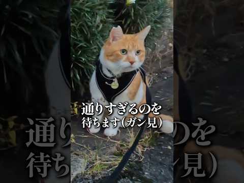 ご近所さんと会ったときの猫の反応 元野良猫チャチャ 猫武将 ねこ 猫 cat サムネイル