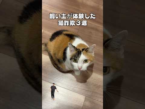 「飼い主が体験した猫詐欺３選２」猫あるある|フルはApple Musicほか音楽アプリへ サムネイル