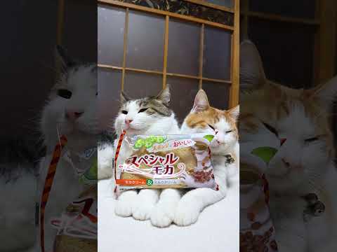 スペシャルモカ　260408　のせ猫　 cat　 cute　 猫のいる暮らし　 ネコ　 ねこ　 猫　cutecat… サムネイル