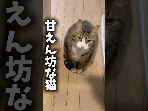 ご飯を食べる所を見てて欲しいの？cats shorts 球太 サムネイル