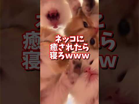 ネッコの動画で癒されたら寝ろｗｗｗ　2ch  動物  猫 癒やし ねこ動画 サムネイル