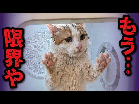 どうやら本っっっっっっっっ気でドライヤーが大嫌いみたいです… サムネイル