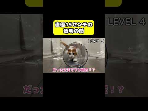 直径15センチの透明の筒　猫 おもしろ アテレコ ニャンチューバーつくし サムネイル