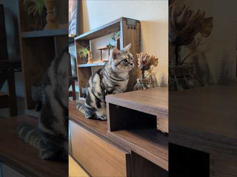 話題のアメショー・ラッテの日常！猫と暮らす幸せライフ サムネイル