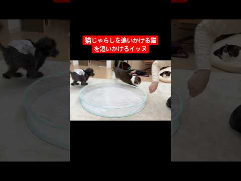 猫じゃらしを追いかける猫をを追いかける犬 ぽこ太郎 保護犬 サムネイル