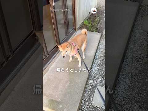 もうお家にはいないのに…｜PECO