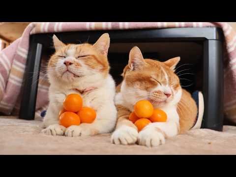 金柑ピラミッド　のせ猫　260307 サムネイル