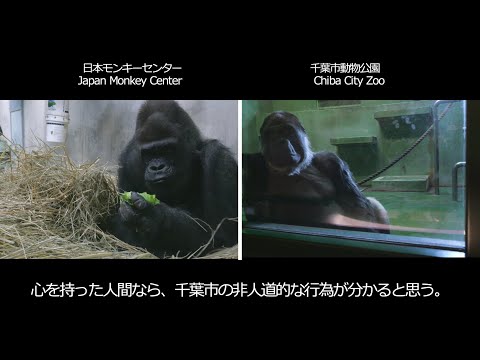 たった一人のモンタを４０年間いじめてきた市長、園長たち。あたたたち、ゴリラは群れで生きる動物ですよ。　千葉市動物公園… サムネイル