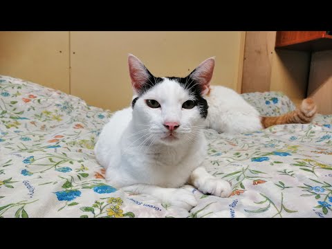 こたつの猫たちがライブ配信中！　2026年2月17日 サムネイル